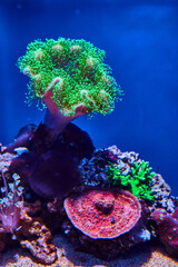 Neon green coral polyps on sandy bottom with dark blue background