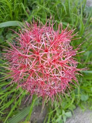 HOME GARDENING GARDEN TREES PLANTS FLOWERS FRUITS MANGO NEST ENVIRONMENT GREEN COLORFUL NATURE LOVE
