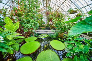 Plants in water and around the walkway of interior view Conservatory of Flowers