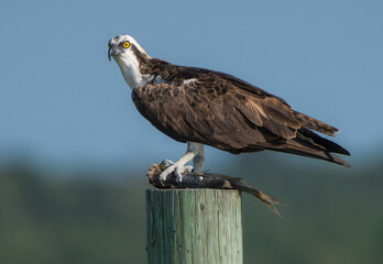 Majestic Osprey with early morning catch, Florida, Summer.