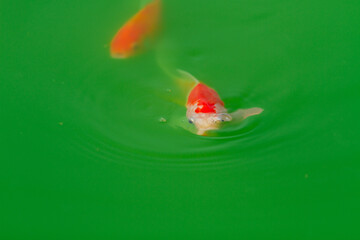 Koi fish swimming at the green water, red and white fish in Isolated green background, animal closeup 