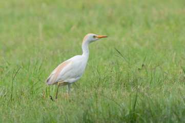 Fototapeta premium Cattle Egret in a Farm Field, Sitting Under a Shady Tree in Spring, Florida. 