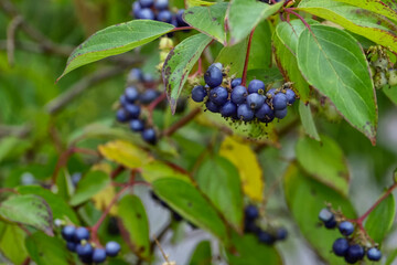 Saskatoon berries growing on a bush
