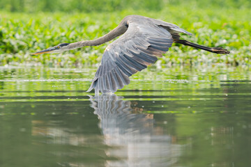 Great Blue Heron flying and scouring lake in morning light, Summer in Fishers, Indiana. 
