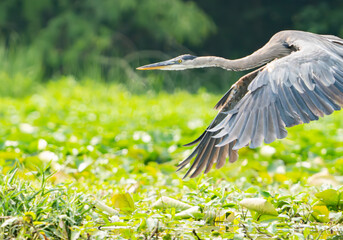 Great Blue Heron flying and scouring lake in morning light, Summer in Fishers, Indiana. 