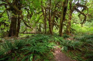 Heavily moss-draped trees amidst ferns on Hall of Mosses Trail in Hoh National Rainforest in Olympic National Park, Washington.