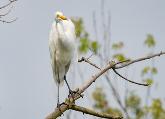 Great Egret lakeside in the summer sun, Fishers, Indiana.