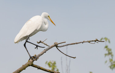 Imposing Great White Egret standing on log by lakeside in Fishers, Indiana, Summer 2023. Selective focus used to draw attention to features of the egret.