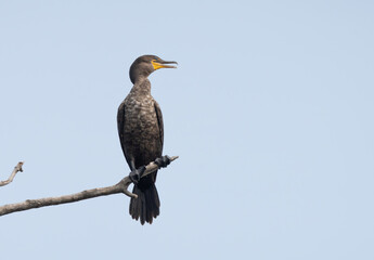 Double crested cormorant perched high in tree overlooking lake, Fishers Indiana, Summer 2023.