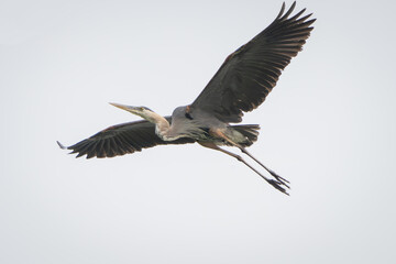 Great Blue Heron flying and scouring lake in morning light, Summer in Fishers, Indiana.  - obrazy, fototapety, plakaty
