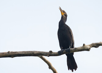 Double crested cormorant perched high in tree overlooking lake, Fishers Indiana, Summer 2023.