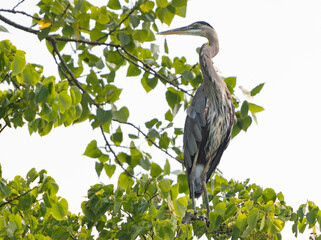 Great Blue Heron flying and scouring lake in morning light, Summer in Fishers, Indiana. 
