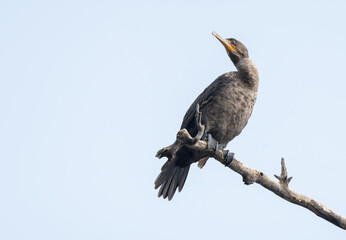 Double crested cormorant perched high in tree overlooking lake, Fishers Indiana, Summer 2023.