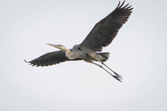 Great Blue Heron flying and scouring lake in morning light, Summer in Fishers, Indiana. 