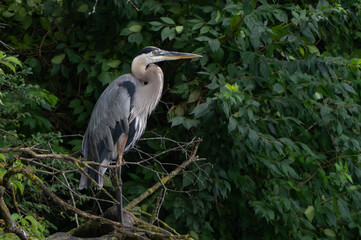 Fototapeta premium Great Blue Heron flying and scouring lake in morning light, Summer in Fishers, Indiana. 