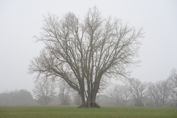 Obraz premium Trees in the pasture in a foggy day