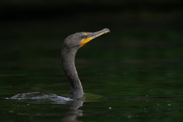Double-Crested Cormorant by a lake in morning light, Fishers, Indiana, Summer. 
