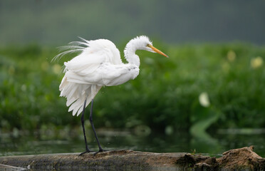 Great Egret lakeside in the summer sun, Fishers, Indiana.