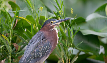 Green Heron seeking shelter in a lake cove. Summer 2023. Fishers, Indiana. 