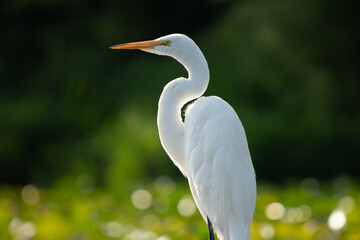 Great Egret lakeside in the summer sun, Fishers, Indiana.