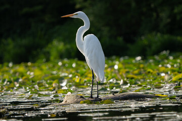 Naklejka premium Great Egret lakeside in the summer sun, Fishers, Indiana.