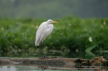 Great Egret lakeside in the summer sun, Fishers, Indiana.