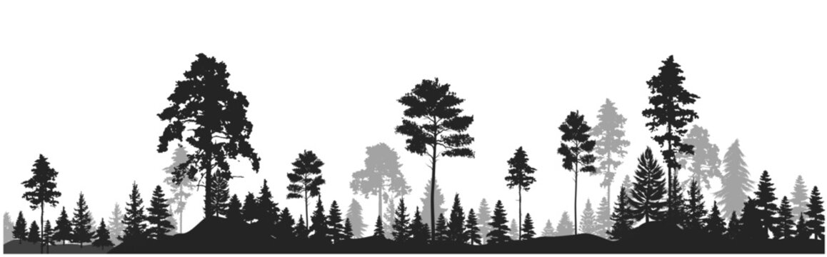 High grey fir trees forest on white silhouette