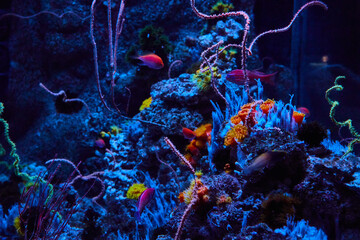 Underwater marine life with vibrant fish and bright orange and yellow polyps under blue lighting