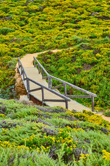 Scenic nature trail of succulents and flowers leading to bridge with dirt trail going up hillside