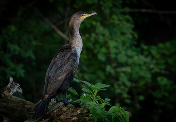 Double-Crested Cormorant by a lake in morning light, Fishers, Indiana, Summer. 