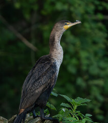 Double Crested Cormorant sitting on a log lakeside, scanning the water for fish and other food.