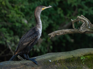 Double Crested Cormorant sitting on a log lakeside, scanning the water for fish and other food.