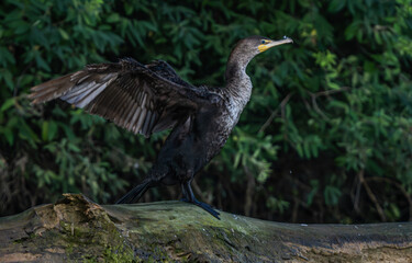Double Crested Cormorant sitting on a log lakeside, scanning the water for fish and other food.