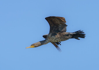 Double Crested Cormorant in tree over lake at sunrise. 