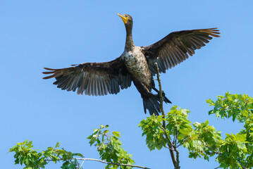 Double Crested Cormorant in tree over lake at sunrise. 