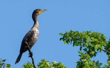 Double Crested Cormorant in tree over lake at sunrise. 