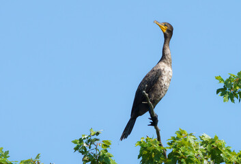 Double Crested Cormorant in tree over lake at sunrise. 