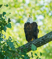 Bald Eagle at Nest by lake, Fishers, Indiana, Summer.