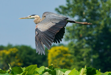 Great Blue Heron in flight during early morning light, Fishers, IN, summer 2023.