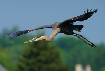 Great Blue Heron in flight during early morning light, Fishers, IN, summer 2023.