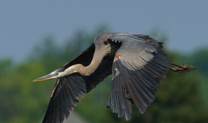 Great Blue Heron in flight during early morning light, Fishers, IN, summer 2023.