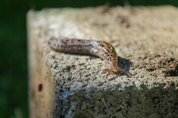 close up of a slug