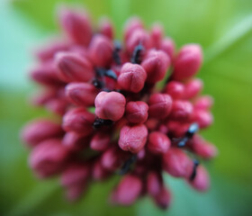 purple flower buds on ants