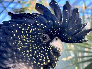Portrait of female red tail cockatoo © Rafael Ben-Ari