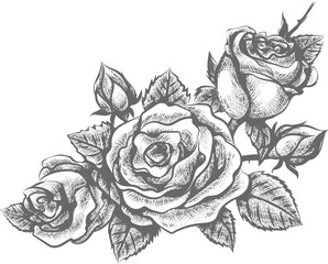 Ornamental engraving rose