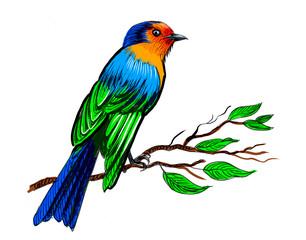 Colorful bird on a tree branch. Retro styled hand-drawn ink on paper and hand colored on tablet