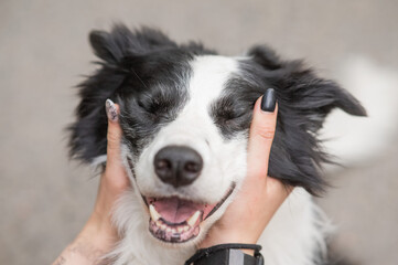 The owner squeezes the muzzle of the border collie dog outdoors. 