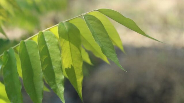 close up of fresh green leaves blowing in the wind with a blurred background on a sunny morning