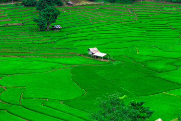 terrace green rice field in Thailand