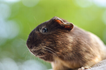 guinea pig, from the side, background, green blur